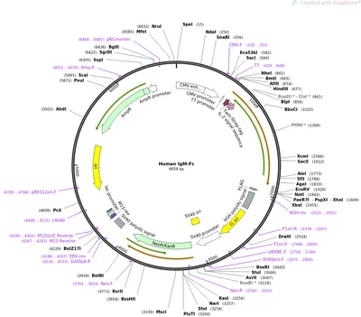 Mix-n-Stain™ CF® Dye IgM Antibody Labeling Kits - Biotium