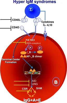 IgM and IgG Antibody Tests for COVID-19 | MDVIP