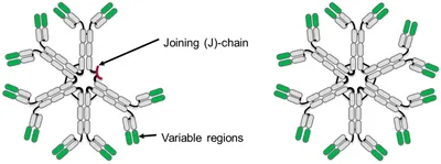 IgM Antibodies: Structure, Properties, and Functions • Microbe Online