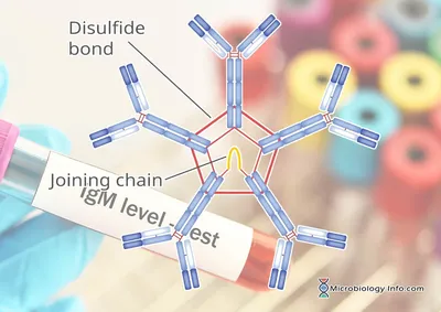 Genovis » Digestion of Human IgM