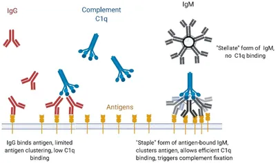 Antibodies | Free Full-Text | Structure, Function, and Therapeutic Use of  IgM Antibodies