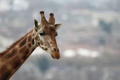 Welcome | Edinburgh Zoo