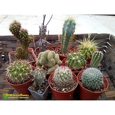 Кактус Echinocactus Grusonii в интернет-магазине VALLES.RU