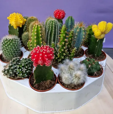 Кактус Cactus