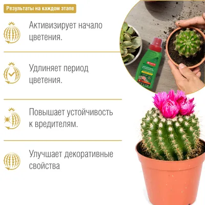 Кактус в Семее заказать с доставкой 🌷