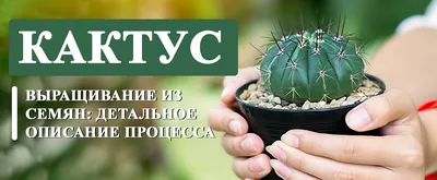 Кактус опунция главная - Botanic Craft | Цветы и растения в Хабаровске