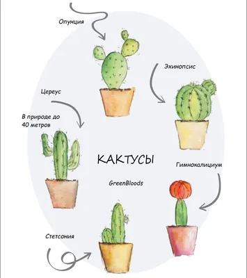 Самые распространенные кактусы и их названия. | Цветы кактуса, Растения,  Комнатные травы