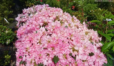 Rhododendron 'KALINKA' - Havlis.cz