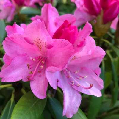 Rhododendron 'Kalinka', Rhododendron 'Kalinka' in GardenTags plant  encyclopedia