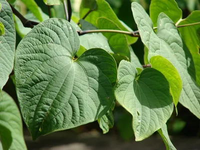 Traditional kava-drinking, cognition, and driver fitness