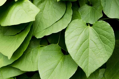 Kava: Natural Treatment or Health Threat? - Newport Academy