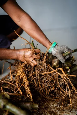 Kava: Inside the All-Natural High That's Sweeping America