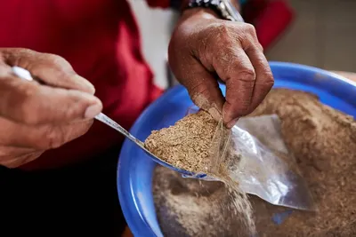 Hawaii Kava Growers Hope To Convince Food Regulators It's Safe To Eat -  Honolulu Civil Beat