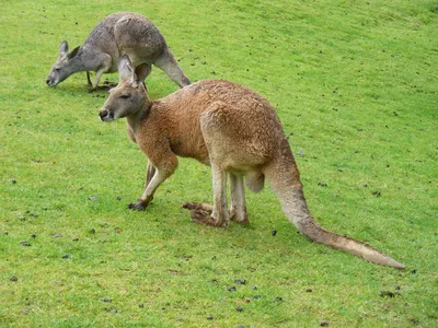 Roger The Buff Kangaroo, Beloved Online, Dies At Age 12 : NPR