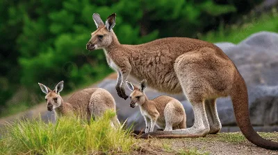 Watch Kangaroo Valley | Netflix Official Site