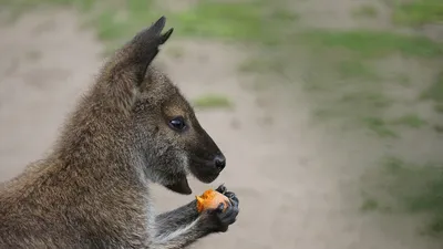 10 Incredible Facts About Kangaroos