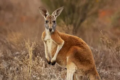 Kangaroo - Simple English Wikipedia, the free encyclopedia