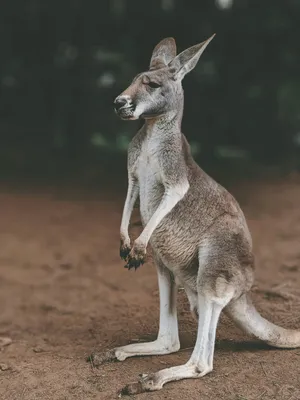 Kangaroo For Sale | Janda Exotics Animal Ranch | United States