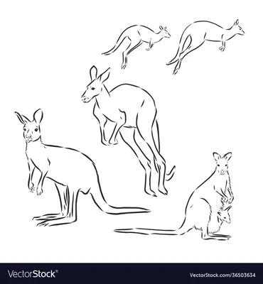 Red kangaroo - Wikipedia