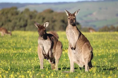 Kangaroo facts and photos