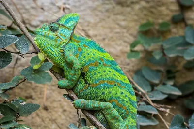 Chameleon calyptatus (Йеменский хамелеон) — Блог Планета Экзотики