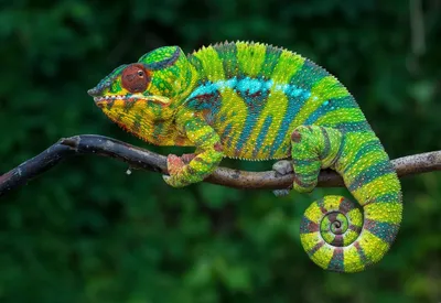 Пантеровые хамелеоны | chameleonworld