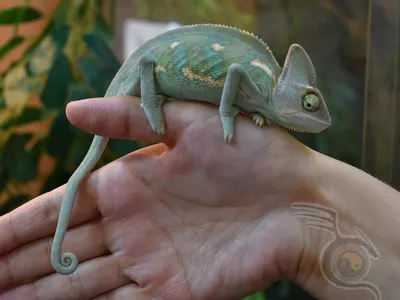 Йеменский хамелеон Chameleon calyptatus, 3,5 месяца, Самец