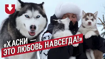 Хаски — Википедия