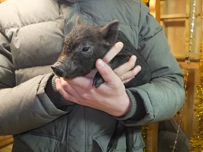 Серебряная милая семейка Хрюшек, купить в Москве - Столовое-серебро.ру