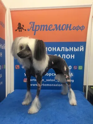 Стрижка китайской хохлатой пуховки | Зоосалон и школа груминга  All-Grooming. Груминг и обучение стрижке собак