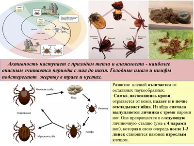 Картинки клещей фотографии