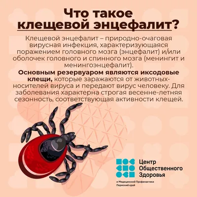 Куда сдать на анализ клеща в Красноярске, что делать - 4 мая 2021 - НГС24.ру