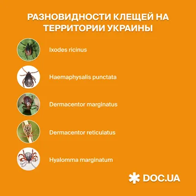 Пик сезона клещей: специалисты рассказали, где в Литве опаснее всего |  Литва за неделю