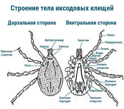 Почему опасны клещи!!!