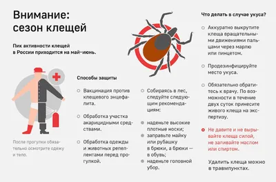 В Таганроге и области начался сезон активности иксодовых клещей