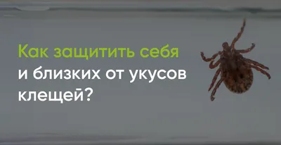 Где водятся самые опасные энцефалитные клещи? Вирусолог назвала пять  регионов — Секрет фирмы