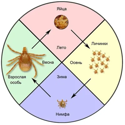 Призывают остерегаться клещей / Статья