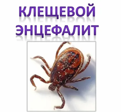 В Роспотребнадзоре обнаружили новый вирус Хасеки, передающийся людям от  клещей - Газета.Ru | Новости