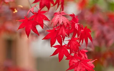 Acer ginnala 'Flame', Клен Гиннала 'Флейм'|landshaft.info