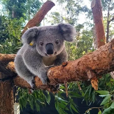 Пин от пользователя Kimberly Vredeveld-Parson на доске Koalas! | Коала,  Детеныш коалы, Животные