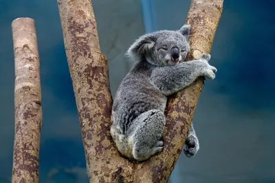 Коалы признаны исчезающим видом. Все из-за пожаров и вырубки лесов - BBC  News Русская служба