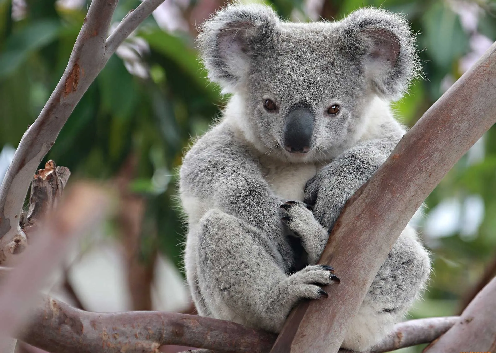 Коала Фото Животного Картинки