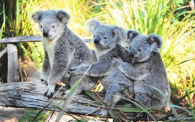 Коала (7 фото) » Невседома