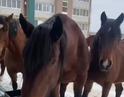 Запуск красных коней бесплатный Стоковое Изображение - изображение  насчитывающей снаружи, поле: 178958527