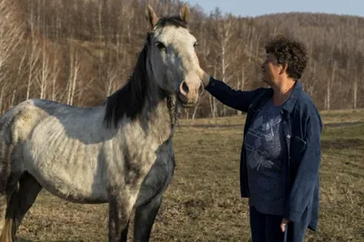 В Красноярском крае похищенных лошадь-рекордсменку и коней вернули хозяину  | ОБЩЕСТВО | АиФ Красноярск