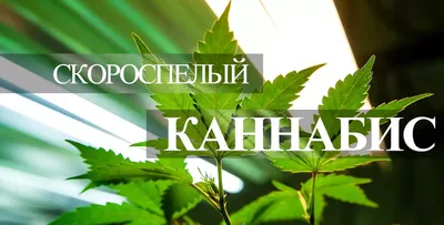 марихуана конопли совместная Иллюстрация вектора - иллюстрации  насчитывающей регги, конопля: 13162307