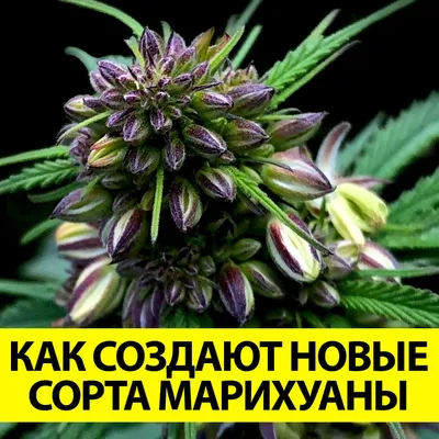 Энциклопедия конопли RiseWeed – Telegraph