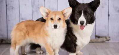 Вельш корги: пемброк и кардиган | Cute corgi, Corgi, Baby corgi