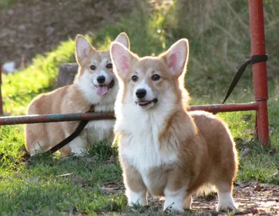 Вельш-корги-пемброк: описание, характер, фото породы | PEDIGREE®