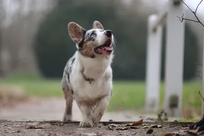 Прогулки с вельш корги. Как правильно? - welsh-corgi.by